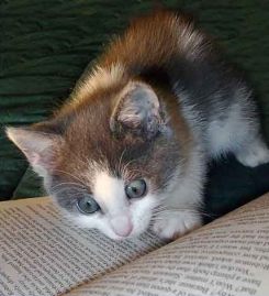 Cat reading wide-eyed