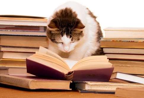 Cat reading