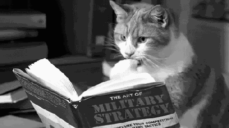 Military strategy cat