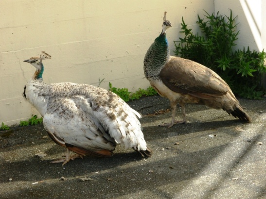 Female peacocks, Royal Roads University.