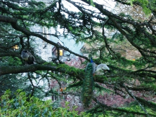 Male and female peacocks in a tree, Royal Roads University.