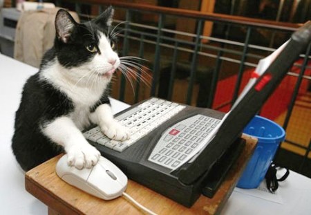 Cat working on computer