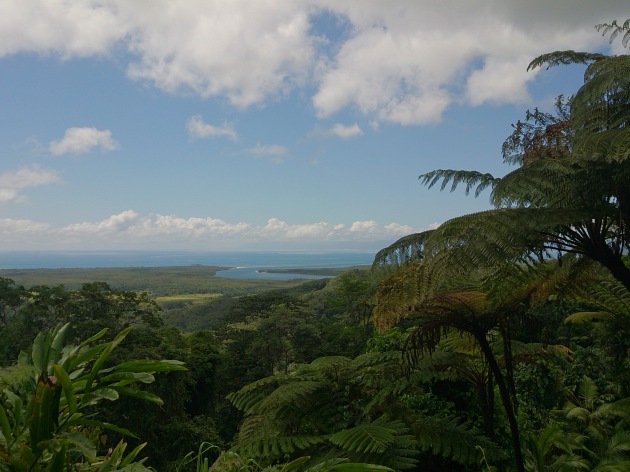 The Daintree Rainforest, a tropical rainforest and UNESCO World Heritage Site along the coast of Queensland, Australia.