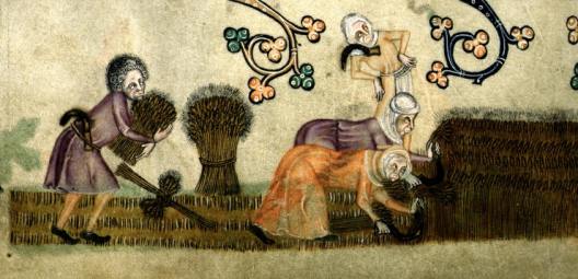 Villeins reaping, from the Luttrell Psalter (c.1320-1340, Lincolnshire, England)