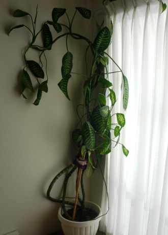 My desperately overgrown cane plant (tied to the curtain rod to keep it upright)